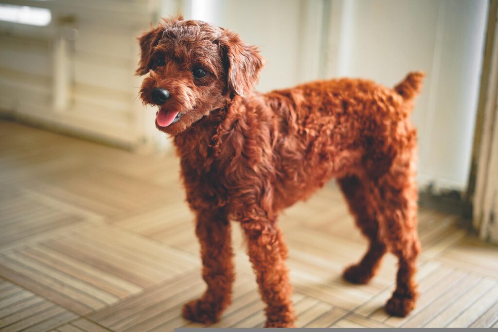 toy poodle