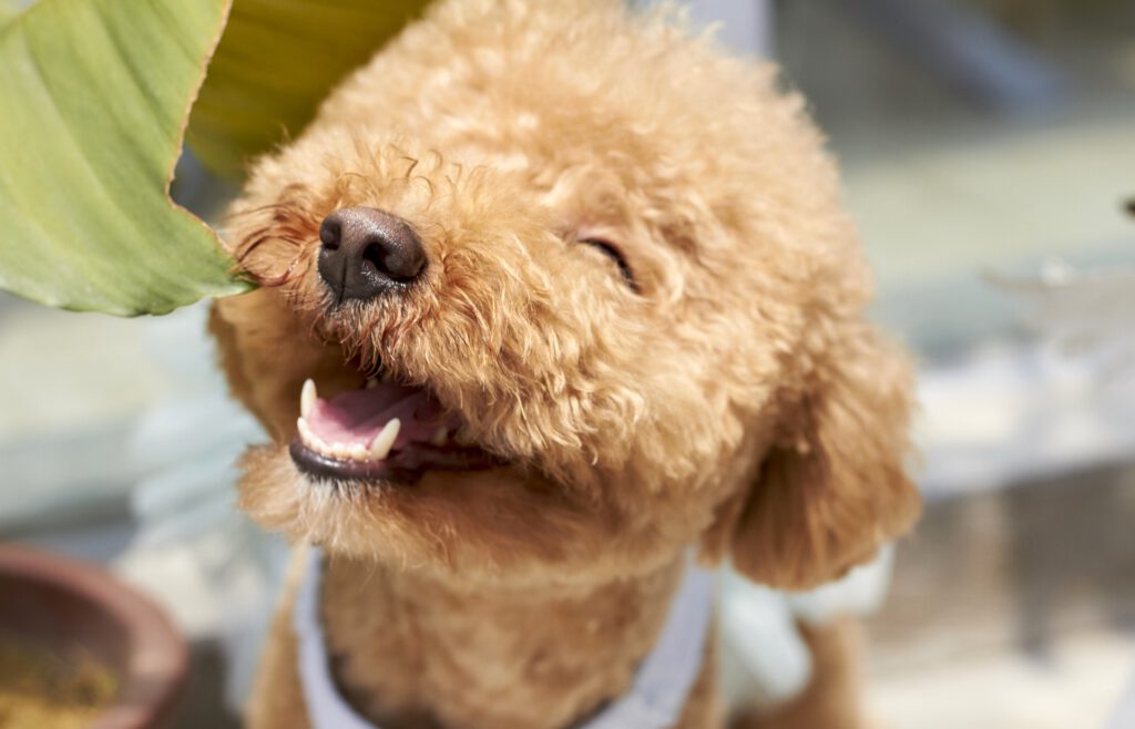 smiling happy poodle