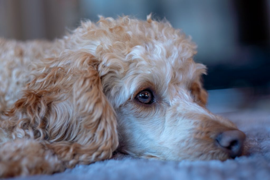 poodle relaxing on carpet