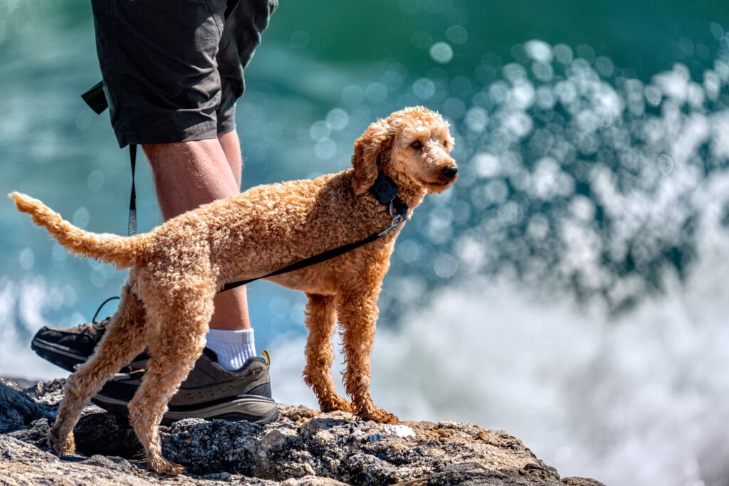 large athletic poodle