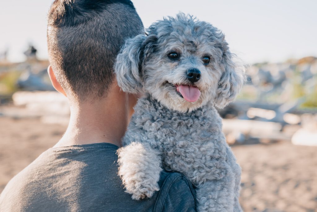 man carrying small poodle