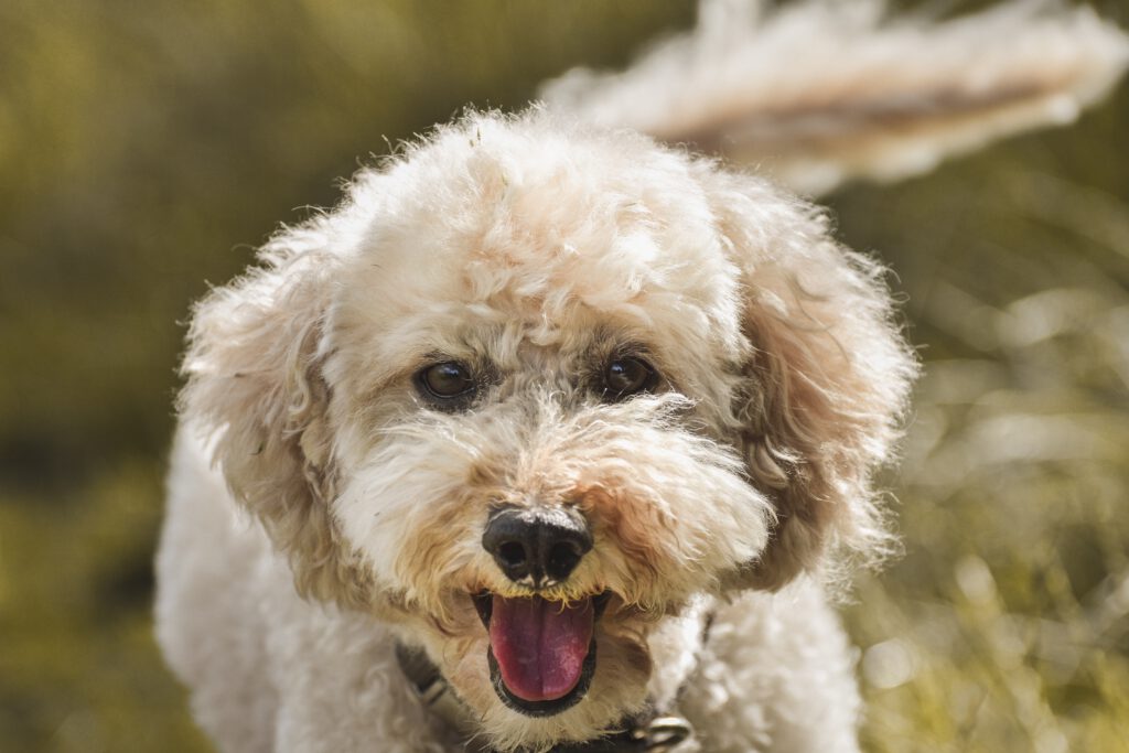 poodle barking