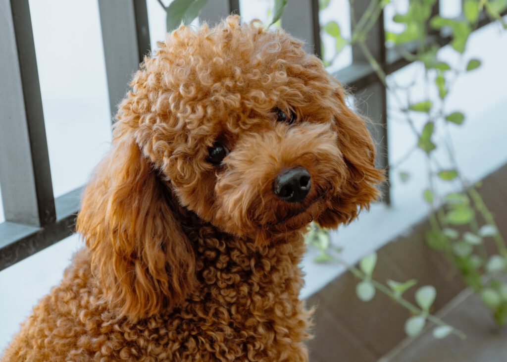 poodle waiting for food