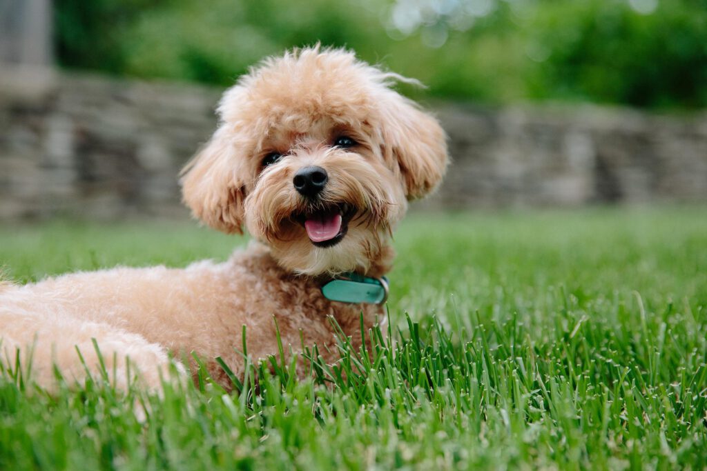 poodle resting on grass