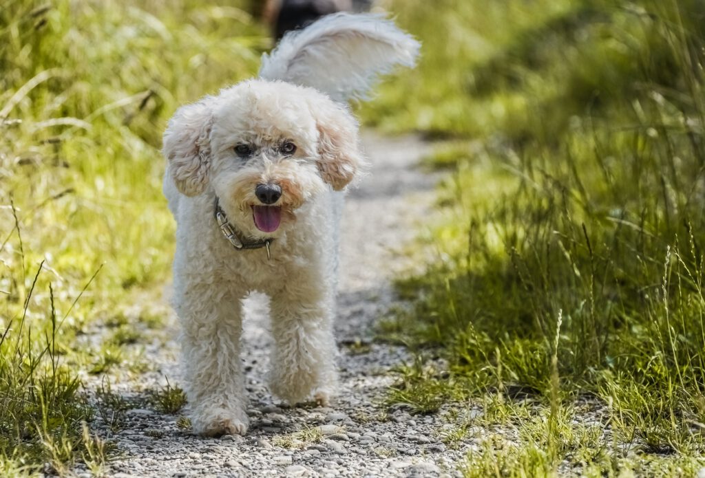 poodle walking