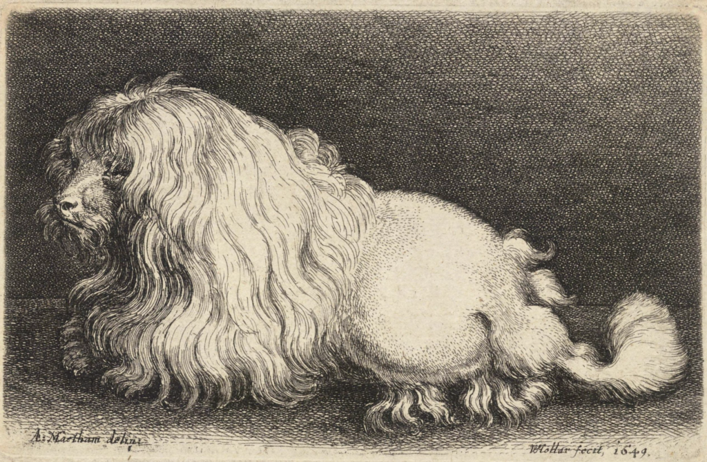 early poodle engraving