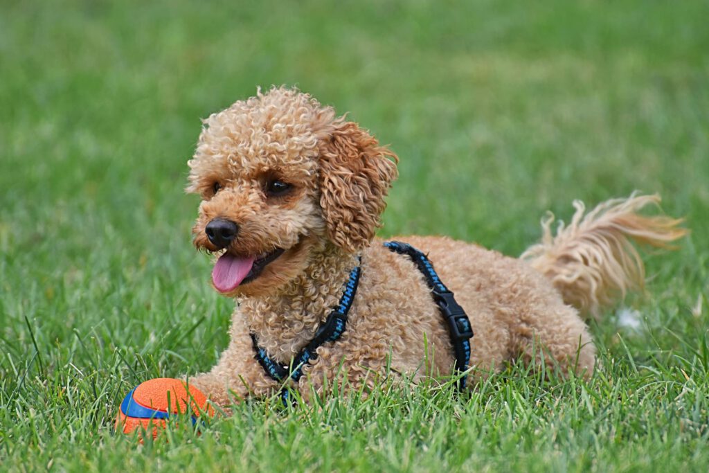 poodle laying in grass